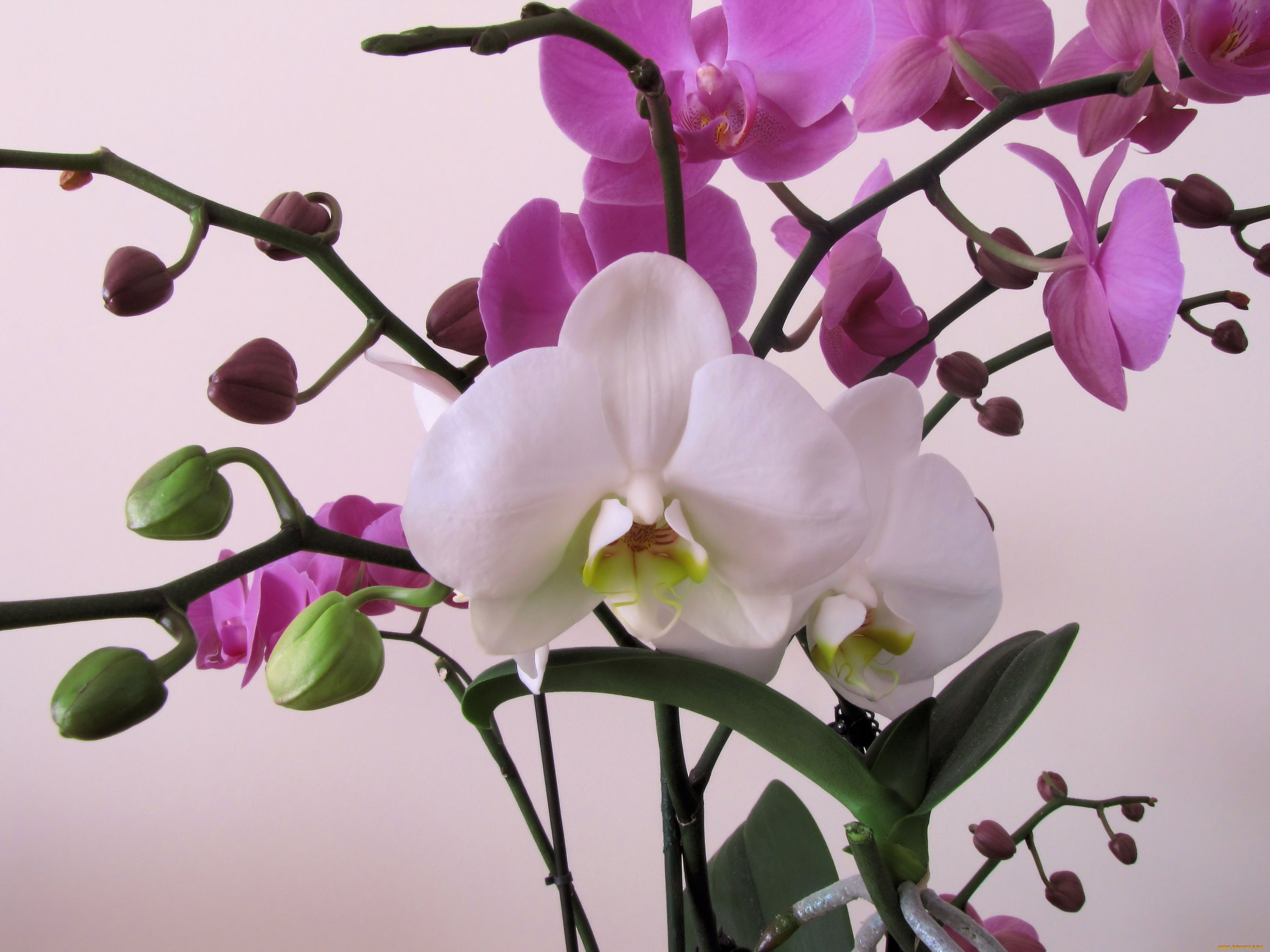 Flowers orchids. Фаленопсис Биг Чили. Фаленопсис Биг Вейв. Фаленопсис Юкка Орхидея.